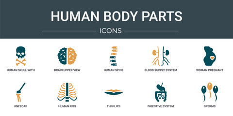 Poster - set of 10 outline web human body parts icons such as human skull with crossed bones, brain upper view, human spine, blood supply system, woman pregnant, kneecap, ribs vector icons for report,