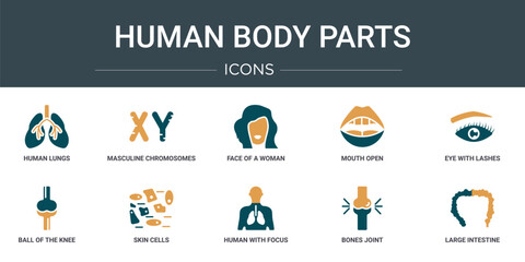 Wall Mural - set of 10 outline web human body parts icons such as human lungs, masculine chromosomes, face of a w