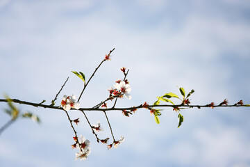 Wall Mural - dreamy background of spring blossom tree. selective focus