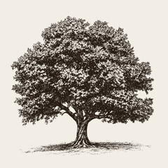 Detailed oak tree hand drawn black and white vector illustration.