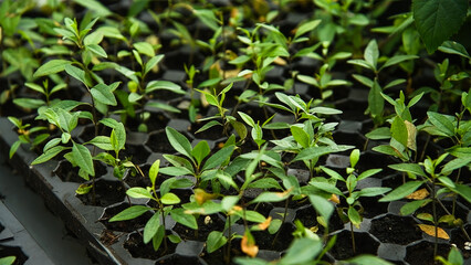 Wall Mural - Seedlings of trees, shrubs and flowers grown in a greenhouse nursery