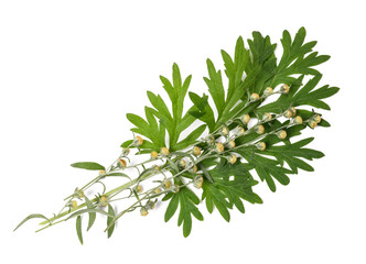 wormwood branch with flowers and leaves