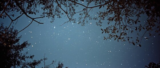 Wall Mural - Stars dot a clear night sky framed by tree branches, conveying the infinite wonder and vastness of the universe at peace.