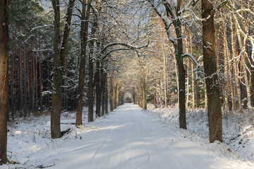  Leśna droga zimą. Po obu stronach drogi rosną bezlistne dęby, w głębi sosnowy las. Ziemię i gałęzie drzew pokrywa biały śnieg.