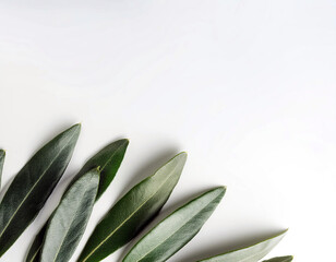 Poster - Gentle Waves of Olive Leaves Create a Calming and Organic Arrangement Against a Light Background