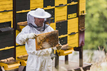 Wall Mural - Beekeeper working collect honey at beehive and checking honeycomb with bees flying around