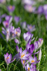 Wall Mural - Whitewell purple crocuses (crocus tommasinianus) in bloom