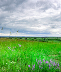 Wall Mural - field of grass with purple flowers in the foreground