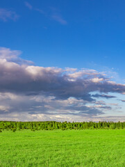 Wall Mural - field of green grass with a cloudy sky in the background