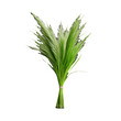 © DesignVectX - Lush green pampas grass bouquet on transparent background