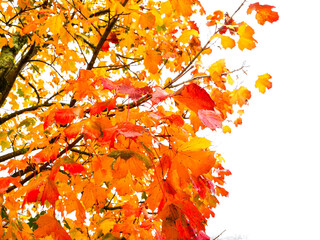 Wall Mural - a tree with many leaves is shown in a white background. the leaves are orange and yellow, and they a