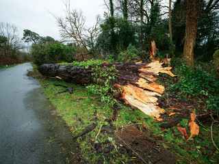 Wall Mural - a road with trees on either side and a large fallen tree in the middle. the road is covered in leave