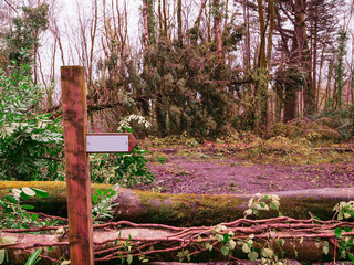 Wall Mural - a road with trees on either side and a large fallen tree in the middle. the road is covered in leave
