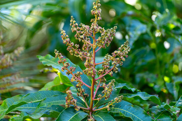 Wall Mural - Seasonal blossom of tropical mango tree growing in orchard on Gran Canaria island, Spain, cultivation of mango fruits on plantation.