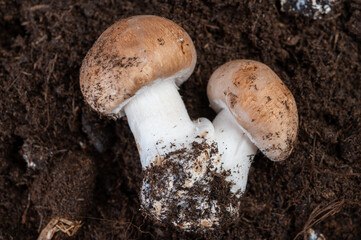 Wall Mural - Brown champignons mushrooms from underground caves in Kanne, Belgium, organic farm