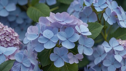 Aufkleber - Delicate blue and lavender Hydrangea Macrophylla flowers surrounded by lush green leaves in a vibrant garden setting.