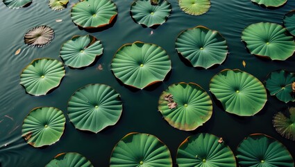 Sticker - Peaceful aerial view of lotus leaves floating gracefully on calm water surface creating a serene natural pattern and vibrant green textures.