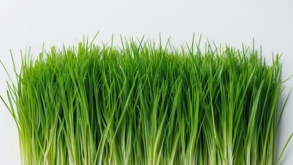 Poster - Vibrant close-up of fresh green grass blades against a clean white background highlighting nature's textures and colors.