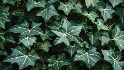 Poster - Ivy Plant Leaves Close-Up Textured Background With Copy Space For Nature Inspired Design Or Gardening Themes