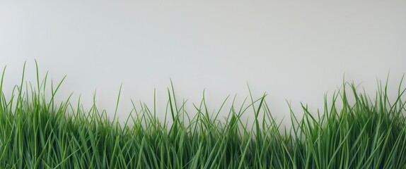 Poster - Lush Green Grass Against a Plain White Background Ideal for Nature Themes and Text Overlays