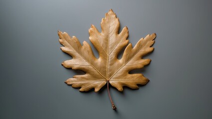 Poster - Golden oak leaf placed on a smooth surface showcasing intricate details and vibrant textures in a minimalist composition.