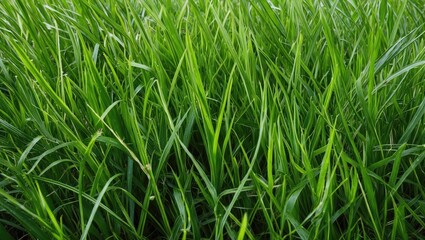 Poster - Lush Green Grass Texture Close-Up for Nature Background and Landscaping Visuals