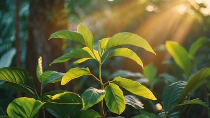 Poster - Sunlight Illuminating Lush Green Betel Leaves in a Natural Setting with Heart-Shaped Foliage and Space for Text Overlay