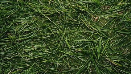 Poster - Lush green grass floor texture for backgrounds in nature themes and design projects