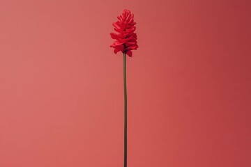 Canvas Print - A vibrant red flower standing tall against a soft pink background, symbolizing beauty and simplicity Perfect for nature and wellness themes