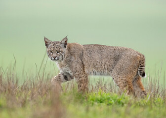 Wall Mural - The bobcat (Lynx rufus), also known as the wildcat, bay lynx, or red lynx