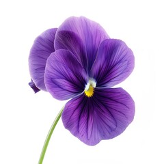 Poster - Vibrant Picture of a Photo Violet, Isolated on a White Background
