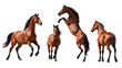 © Yasir - Group of powerful chestnut horses with long manes in various poses, highly detailed and realistic style, clean white background for easy use