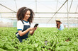 © peopleimages.com - Phone, cannabis and woman in greenhouse for sustainable, eco friendly and agribusiness stock list. Cellphone, marijuana plants and botanist with horticulture management, growth and cultivation.