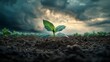 © cac_tus - Young green plant sprouting from soil against dramatic cloudy sky, symbolizing growth and renewal. Environmental conservation and agriculture concept