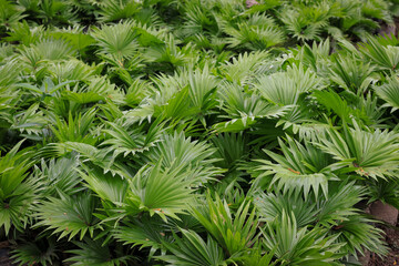 Saribus rotundifolius, also known as Sadeng or serdang is a fan-leaved palm in the tree nursery balikpapan. It is a member of the genus Saribus.