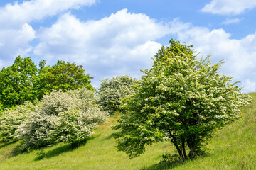 Lush hawthorn trees Crataegus monogyna in full bloom on a green hillside under a bright blue sky with fluffy clouds