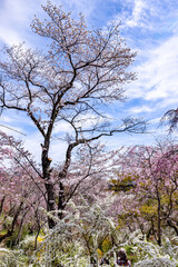 Wall Mural - 京都府　原谷苑の桜風景
