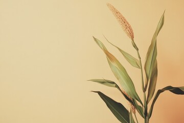 Canvas Print - Beautiful corn plant with green leaves and a beige background