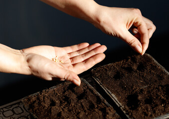 Wall Mural - A person is planting seeds in the dirt