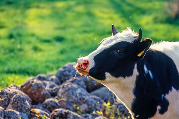 Canvas Print - Cow in a meadow a sunny spring day