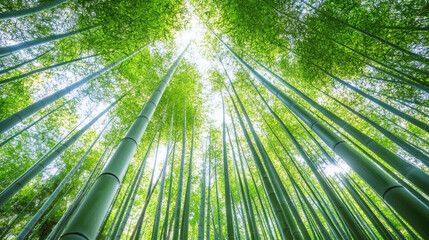 Poster - A vibrant bamboo forest viewed from below, showcasing tall green stalks reaching towards the bright sky, creating a serene and calming atmosphere