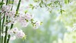 © SETSU 21 - Delicate Cherry Blossom Blooms Against a Gentle Soft Focus Background