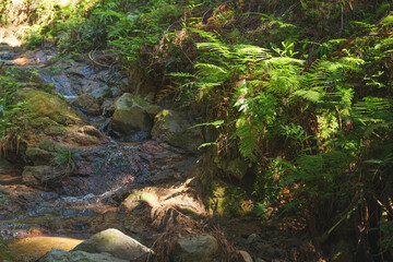 Wall Mural - Water Stream in a Lush Forest with Fern	