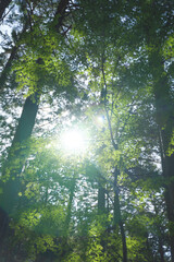 Wall Mural - Green tree leaves in summer sunlight