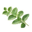 © Desna - A close-up of fresh oregano leaves arranged on a stem, isolated on a transparent background