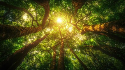 Wall Mural - a dense woodland with trees stretching high into the sky, their branches creating a dense canopy tha