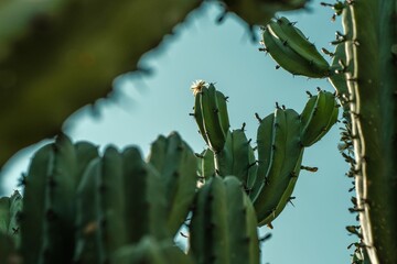 Wall Mural - Cactus with Flower Against Blue Sky