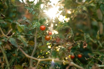 Sticker - Cherry tomatoes on a vine with sunlight