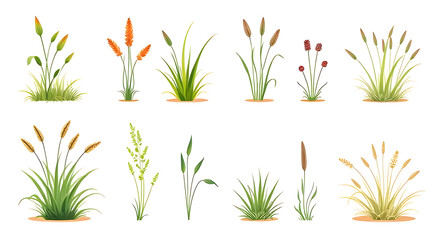 green grass isolated on white