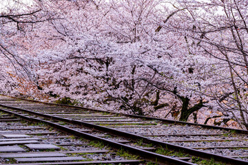 Wall Mural - 京都府　蹴上インクライン・桜風景　
